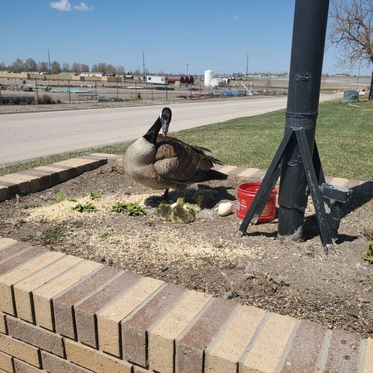 1620749379535 A goose nesting outside Paradigm Hydraulics Wyoming headquarters.