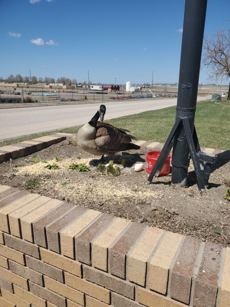 A goose nesting outside Paradigm Hydraulics Wyoming headquarters.